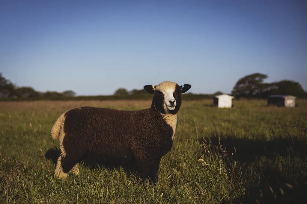 Trevayne Farm Caravan and Camping Park gallery 1