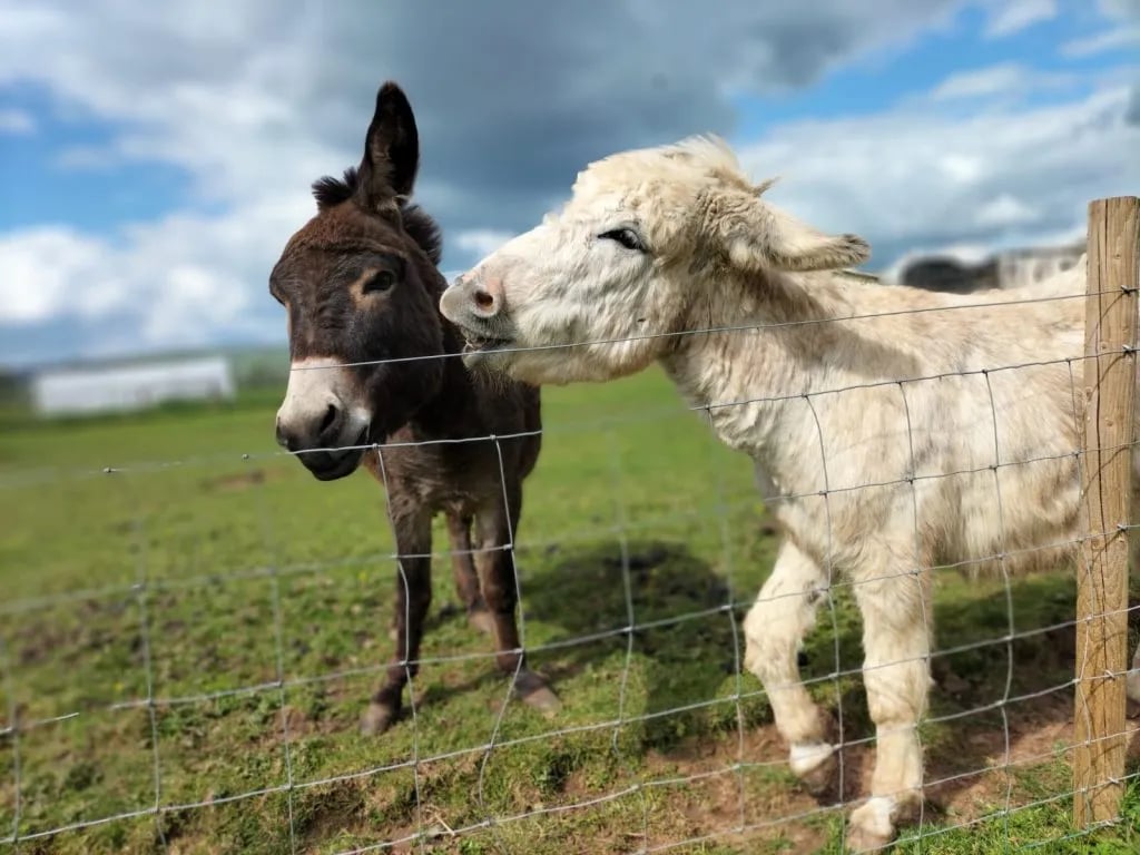 Wookey Farm gallery 3
