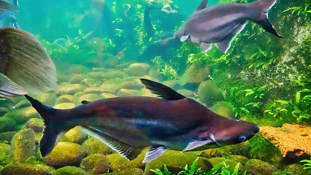 Camping de la Mer blanche gallery 1