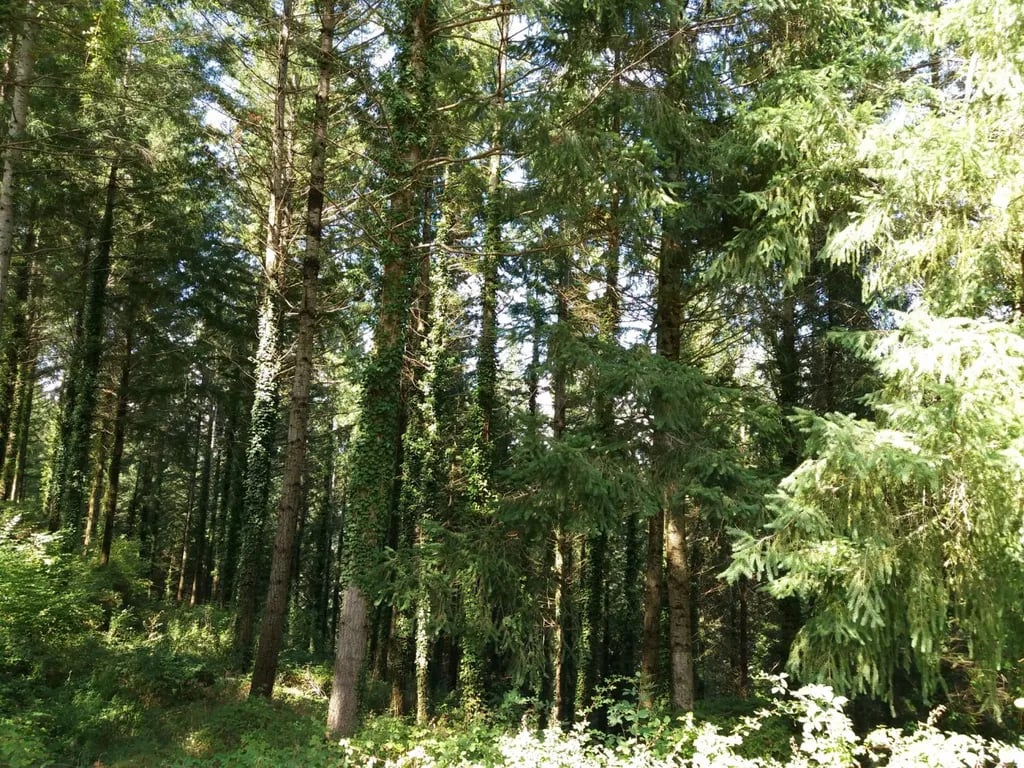 Camping El Pont gallery 1