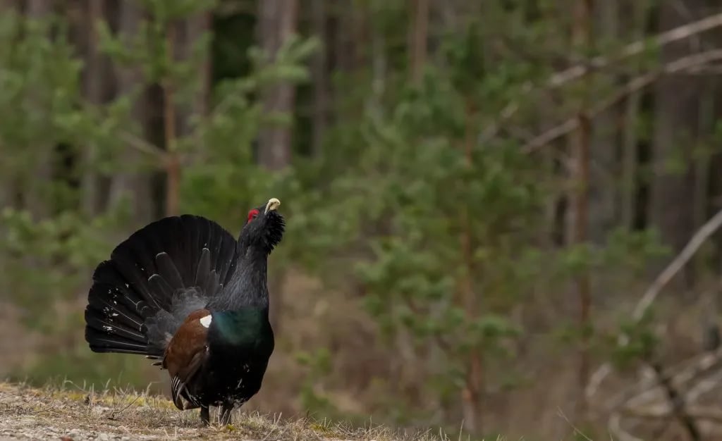 Camping MIĶEĻBĀKA gallery 2