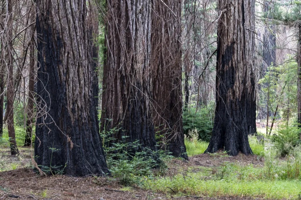 Big Basin Redwoods State Park