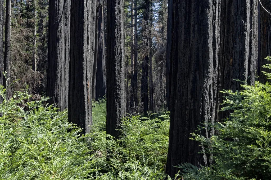 Big Basin Redwoods State Park gallery 1