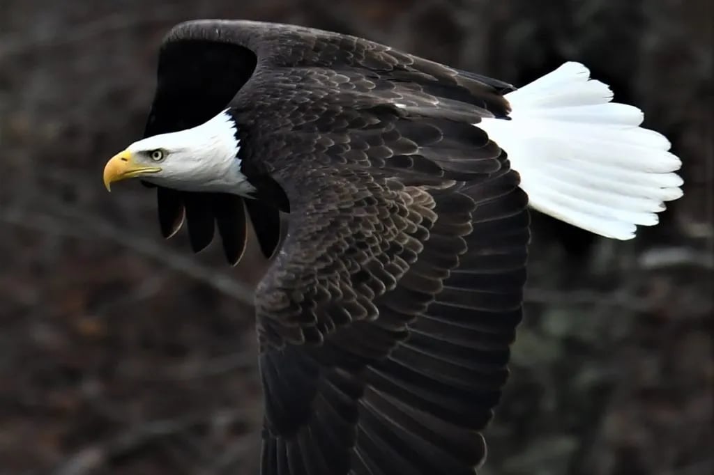 Maramec Spring Park gallery 3