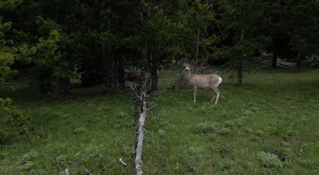 Bear Lodge Resort gallery 3