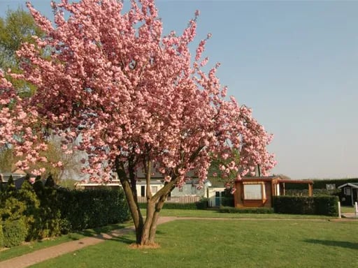 Caravanpark De Voormolen gallery 3