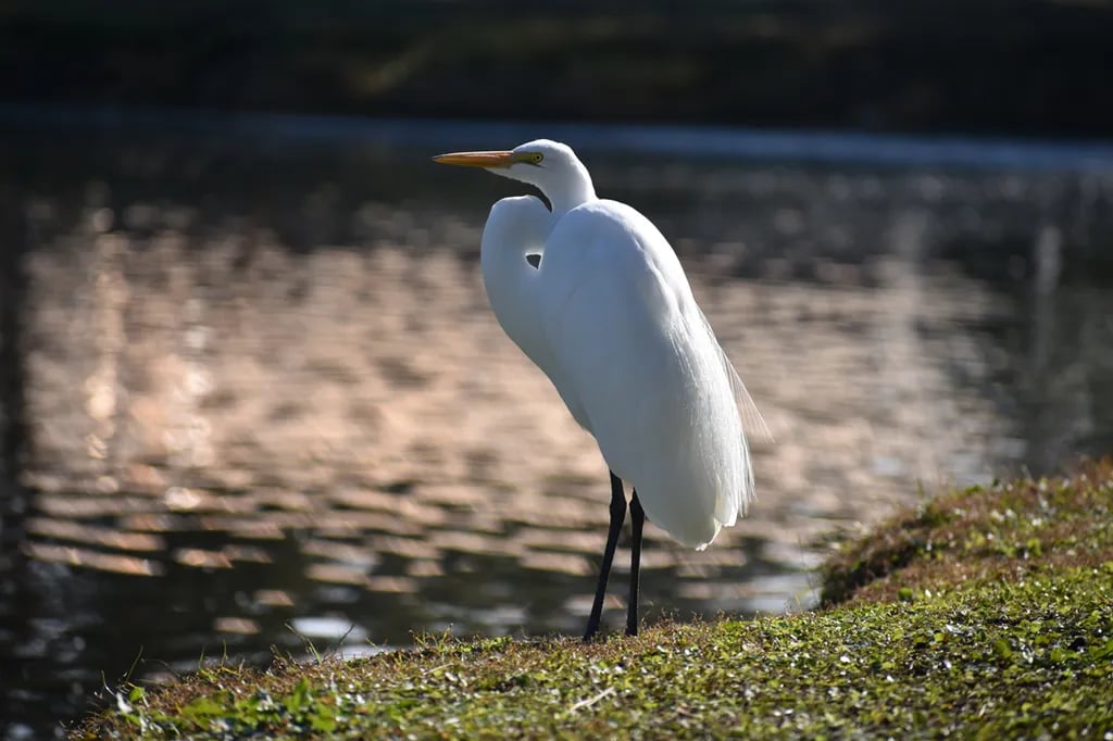Lakewood Camping Resort