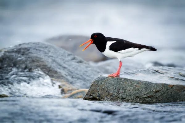 Cardigan Island Coastal Farm Park gallery 3