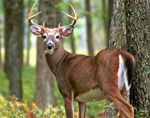 Lake Frances City Park Campground