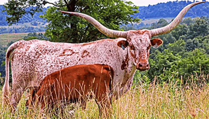 Wilderness Shores Ranch & RV/Tent Campground gallery 3