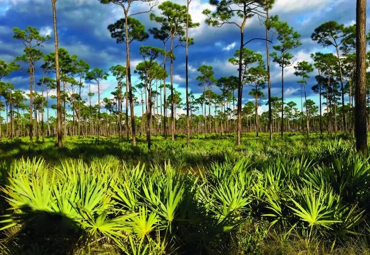 Kitching Creek Primitive Campground — Jonathan Dickinson State Park