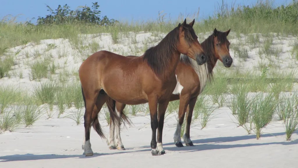 Assateague Island National Seashore gallery 1
