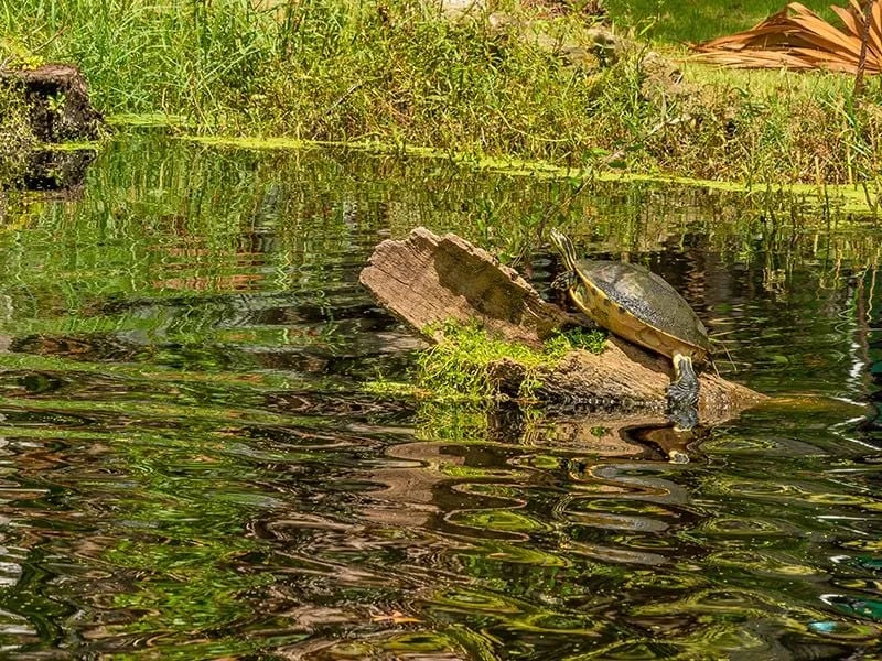 Homosassa River RV Resort gallery 3