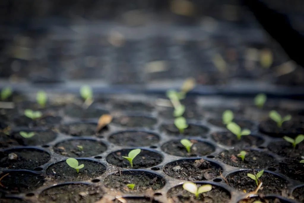 Camping Perma-Pirate