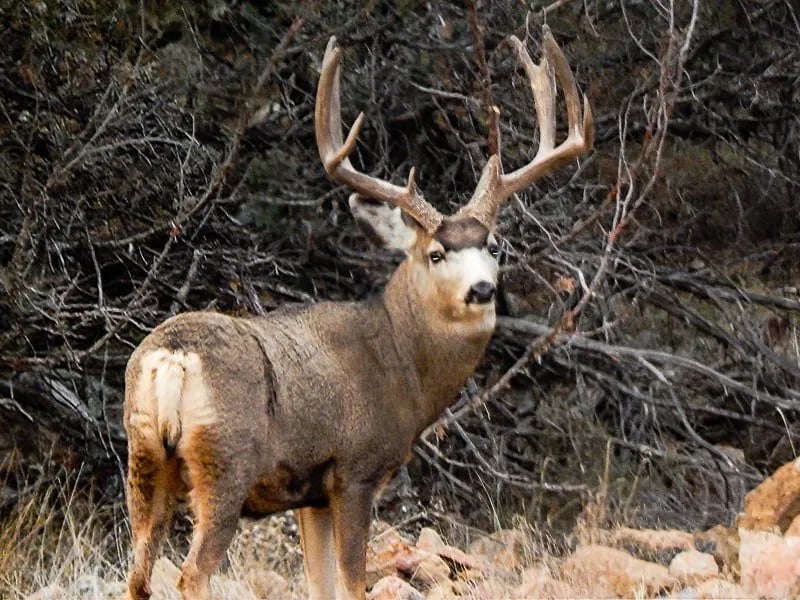 Chama River RV Park & Cooper’s El Vado Ranch