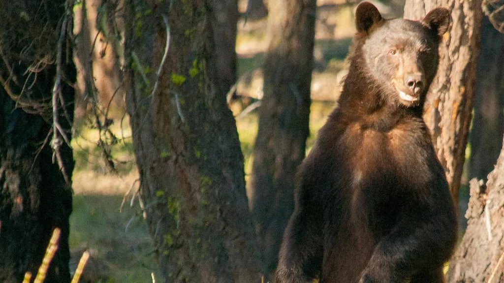 Harlequin Campground — Lake Chelan National Recreation Area gallery 3