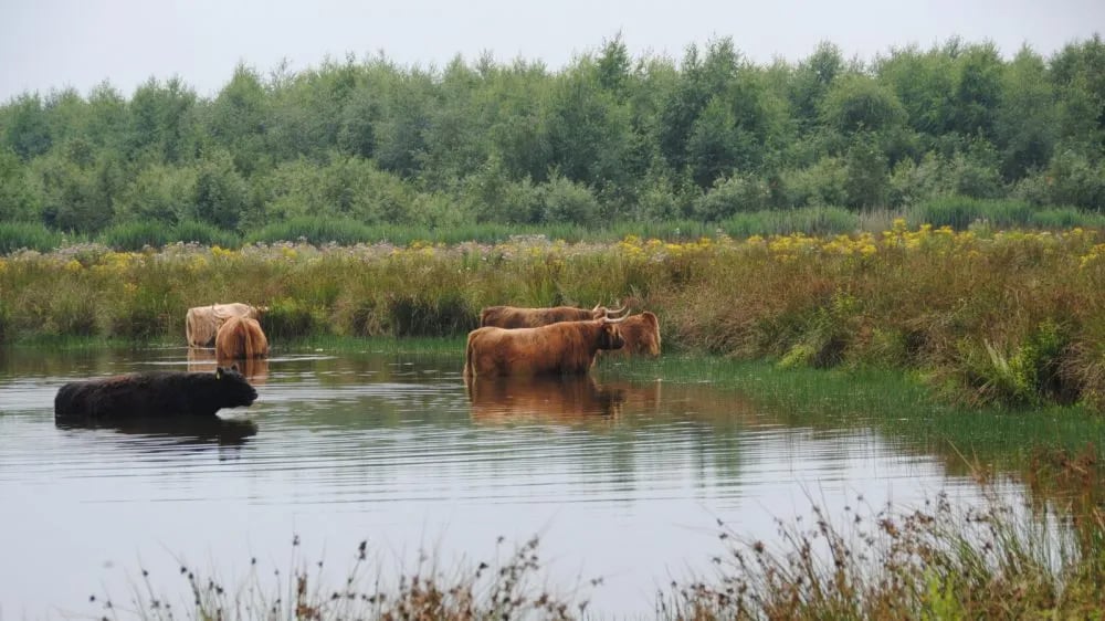 Camping Petrushoeve gallery 2