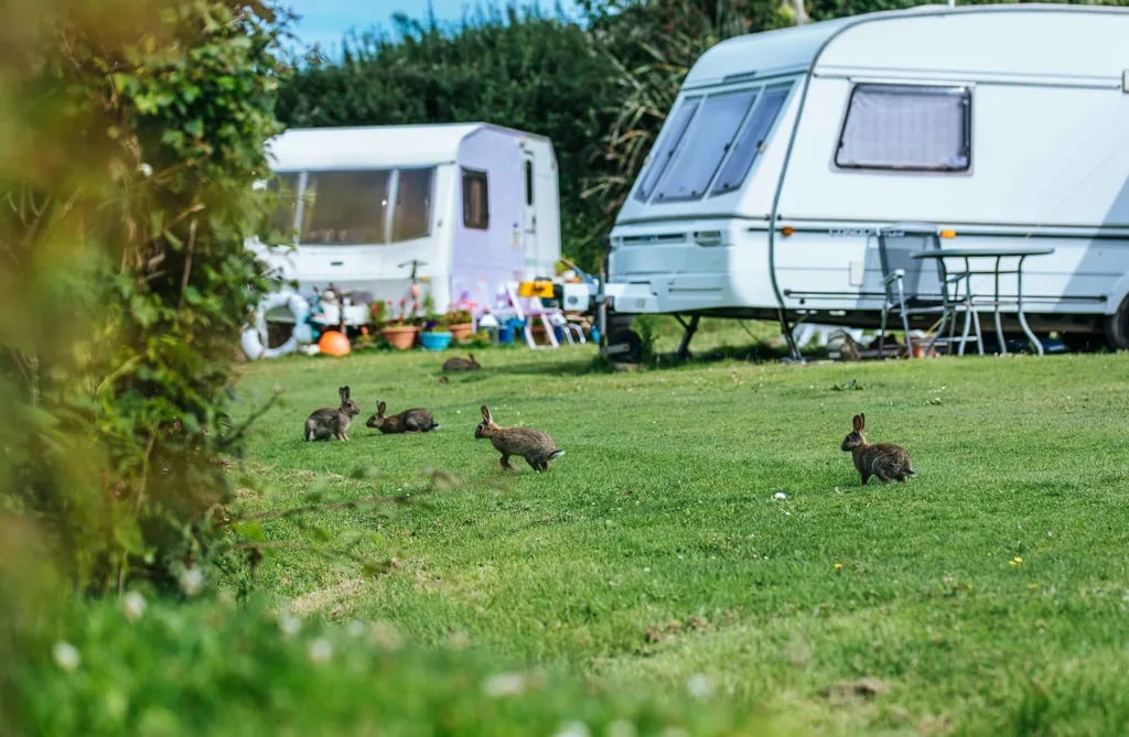 Little Meadow Caravan and Camping Site gallery 1