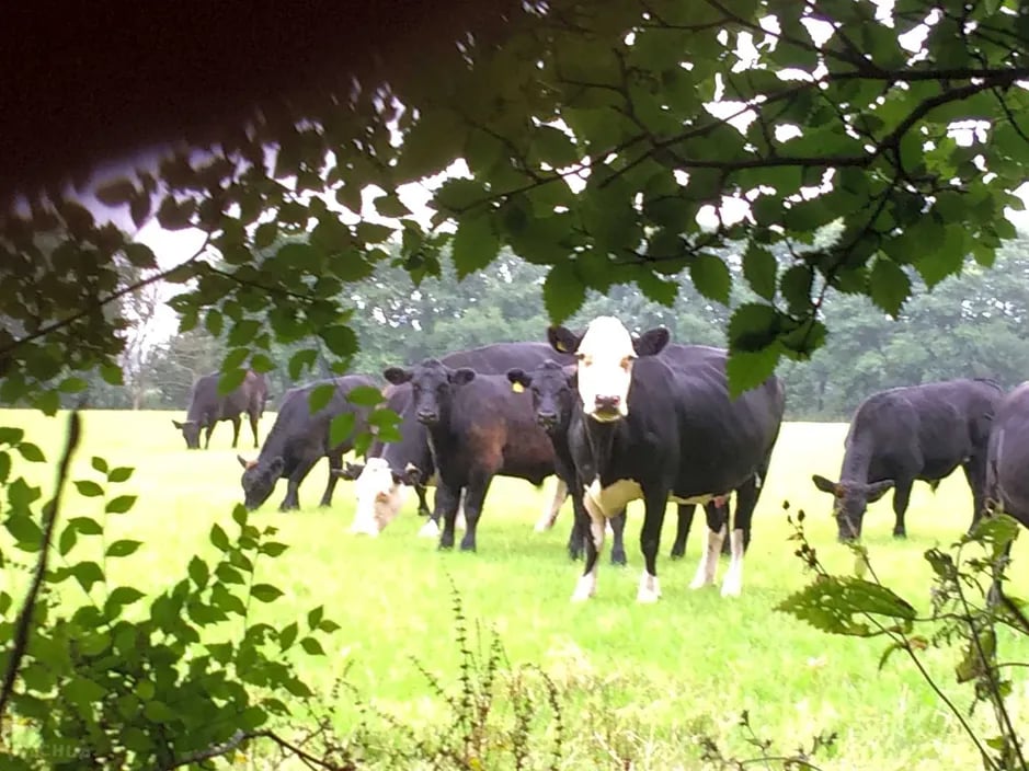 Trevessa Farm gallery 2