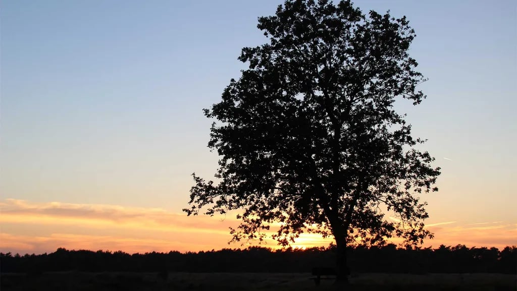 Molecaten Park Landgoed Ginkelduin gallery 2