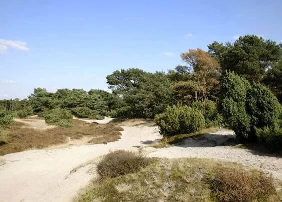 Camping De Vogelsangh gallery 3