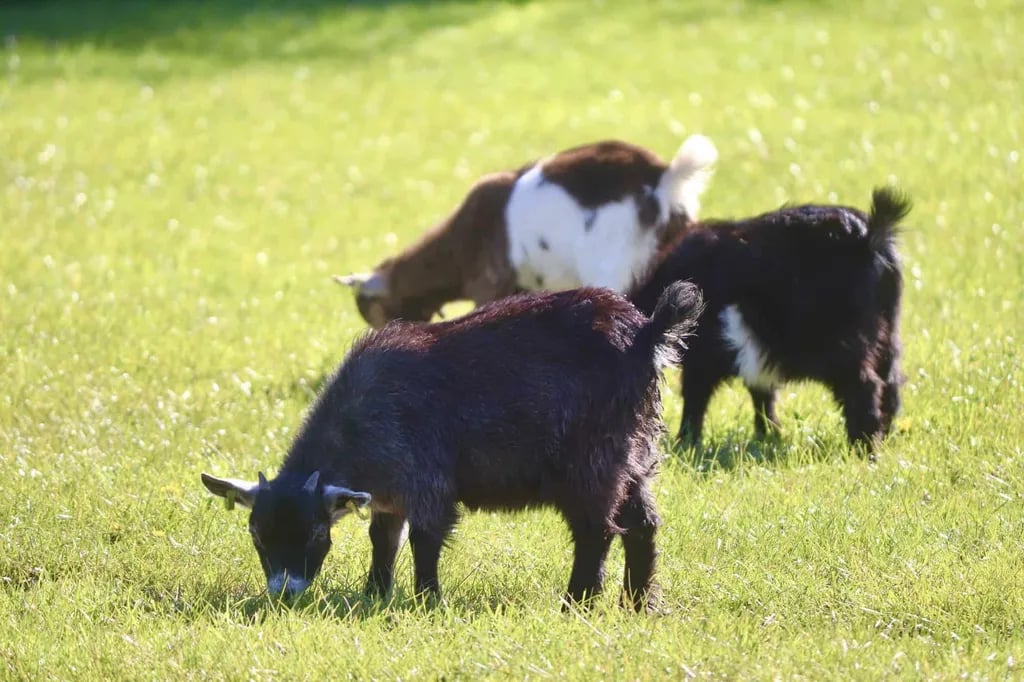 Greenway Farm Caravan and Camping Park gallery 2