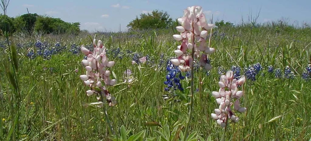 Lake Whitney State Park Campground gallery 1