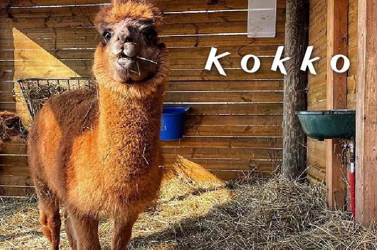 La Rocca Camping Village gallery 1