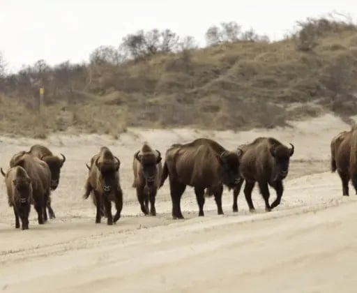 Kennemer Duincamping de Lakens gallery 3