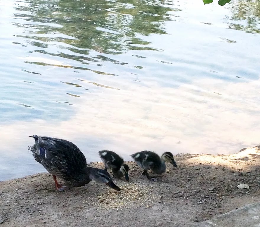 The Cabins at Joshua Tree Lake