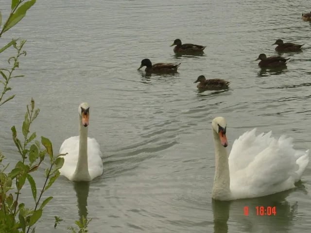 Camping Les Etangs du Parc gallery 3