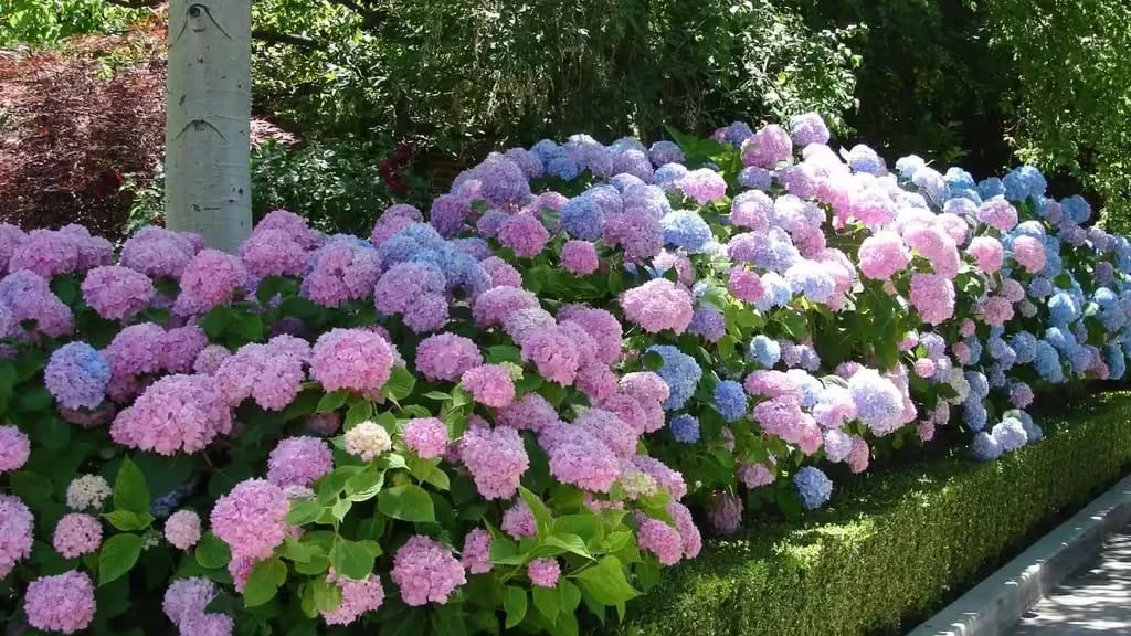 Camping La Petite Valette gallery 1