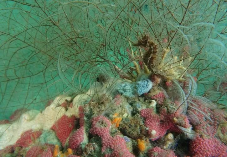 St. Andrews State Park Campground gallery 2