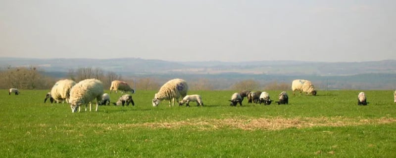 Manor Farm Harbour Camping gallery 1