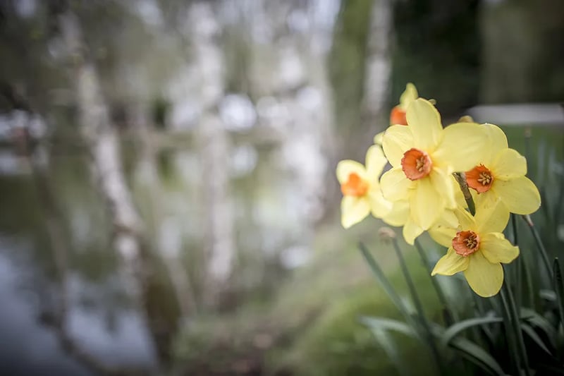 Colne Valley Campsite gallery 2