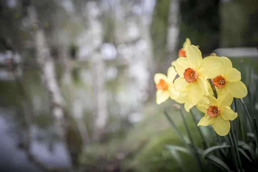 Colne Valley Campsite gallery 2