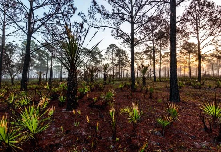 Oscar Scherer State Park Campground