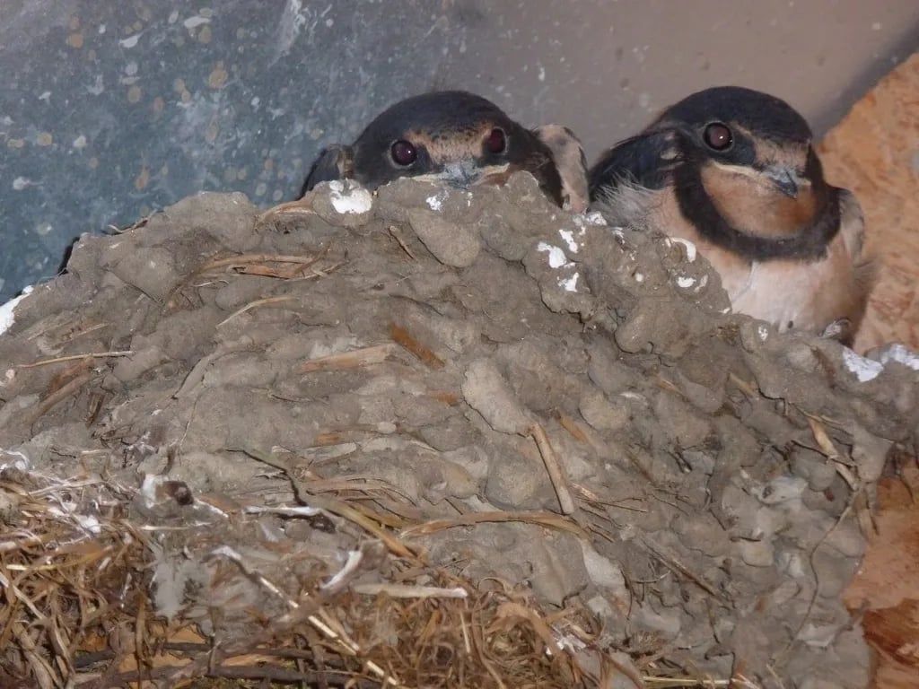 Camping Boerenzwaluw gallery 1