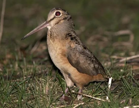 Gibson Spring Back Country Site – Fort Crowder Conservation Area gallery 3