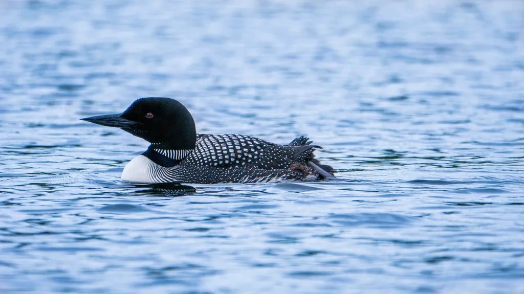 Lakeside Pines Campground gallery 1