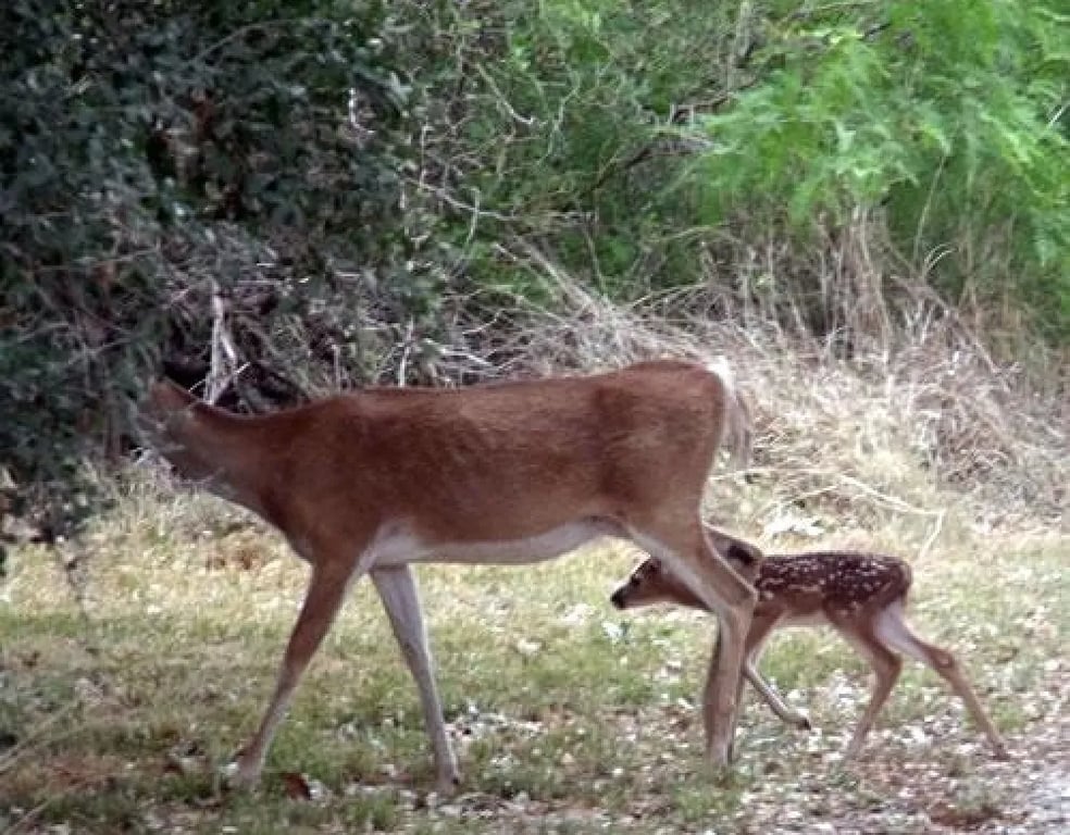 Thousand Trails Colorado River gallery 2