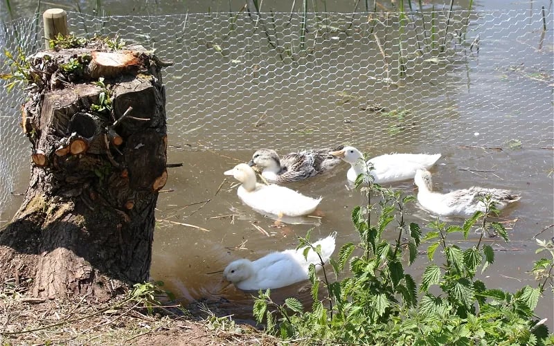 Ashe Farm Caravan and Campsite
