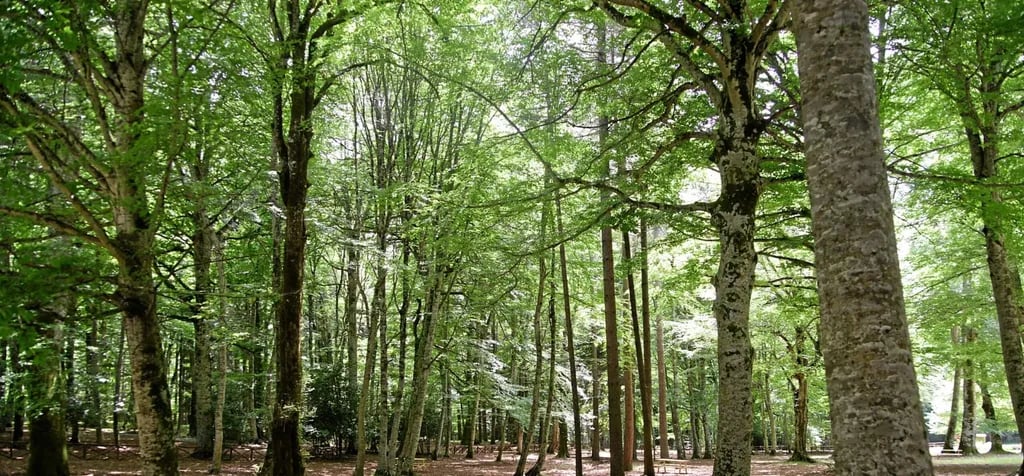 Campeggio Calenella gallery 2