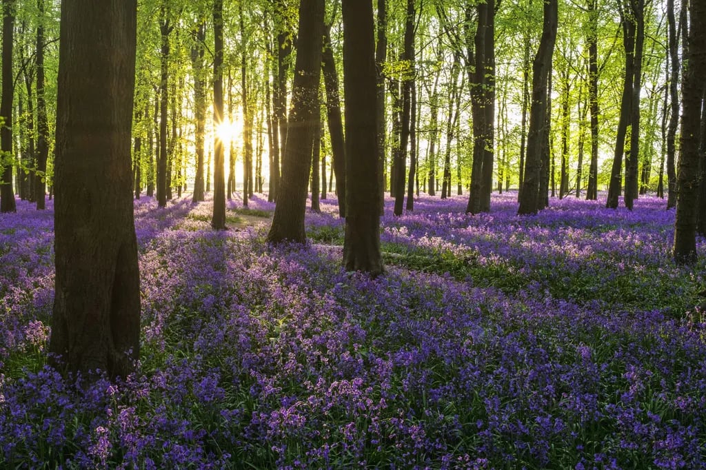 Forest Park Caravan Site