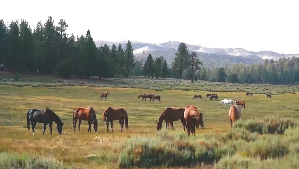 Holcomb Valley Ranch gallery 1