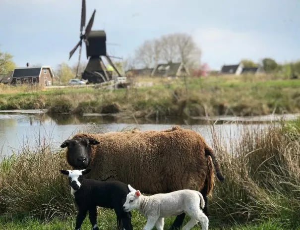 The Dutch Farmhouse gallery 1