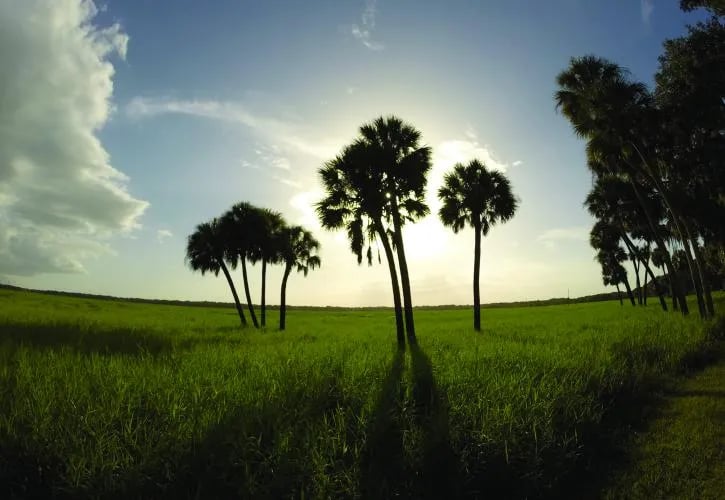 Old Prairie Campground — Myakka River State Park gallery 1