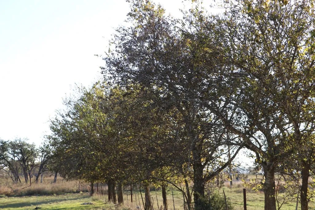 Limestone Charm RV Park gallery 2