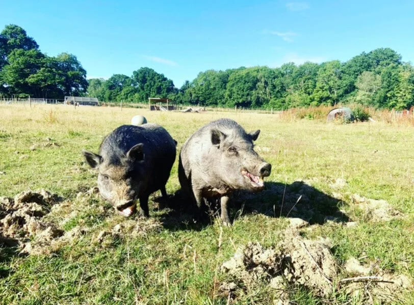 The Big Green Shepherd’s Hut gallery 2