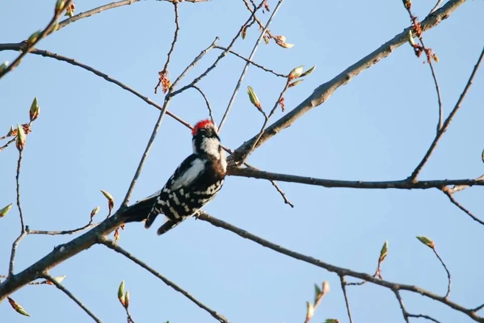 Bader Memorial Park gallery 2
